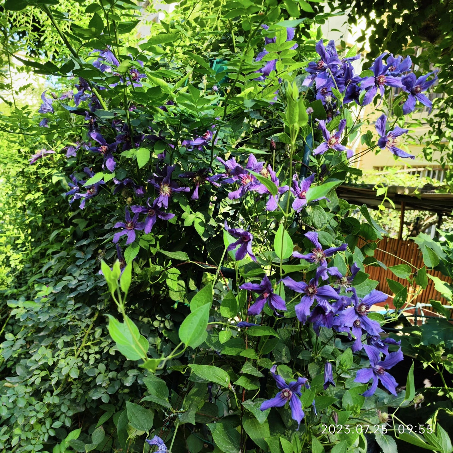 Clematis ' Sizaia Ptitsa｜ 幸福之鸟 ’