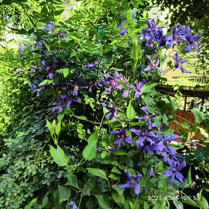 Clematis ' Sizaia Ptitsa｜ 幸福之鸟 ’