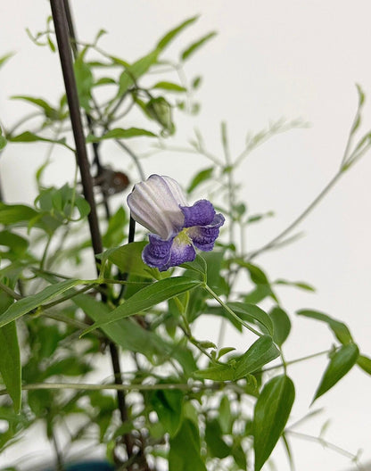 Rooguchi Clematis ‘’Sumire｜堇‘’