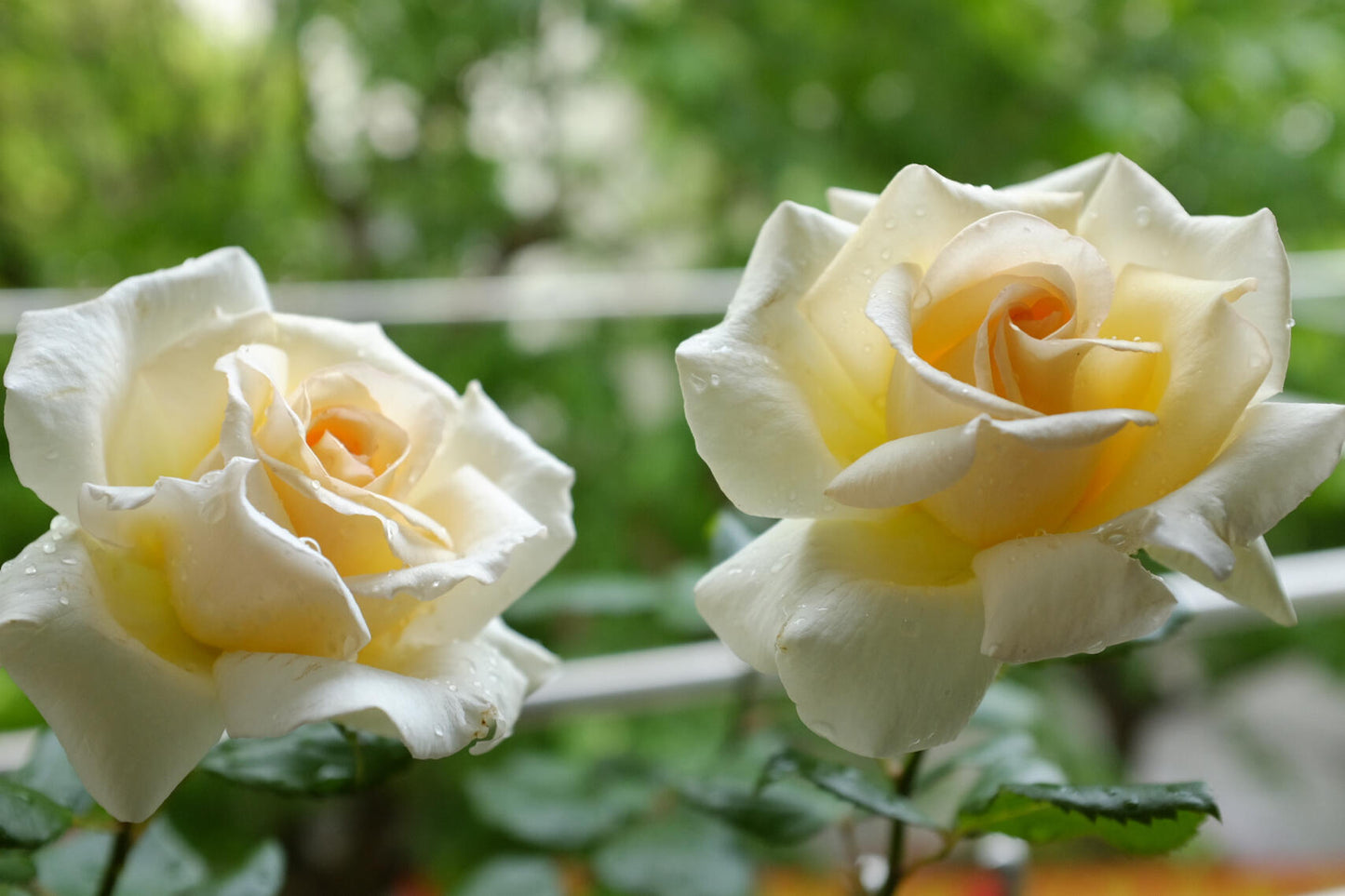 Rose  ‘ Anastasia ｜假面公主 - Award-Winning Variety