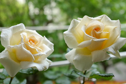 Rose  ‘ Anastasia ｜假面公主 - Award-Winning Variety