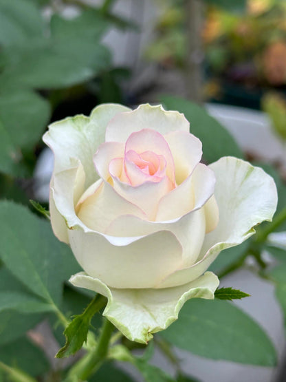 Rose  ’ White Jumilia ｜白艾莎