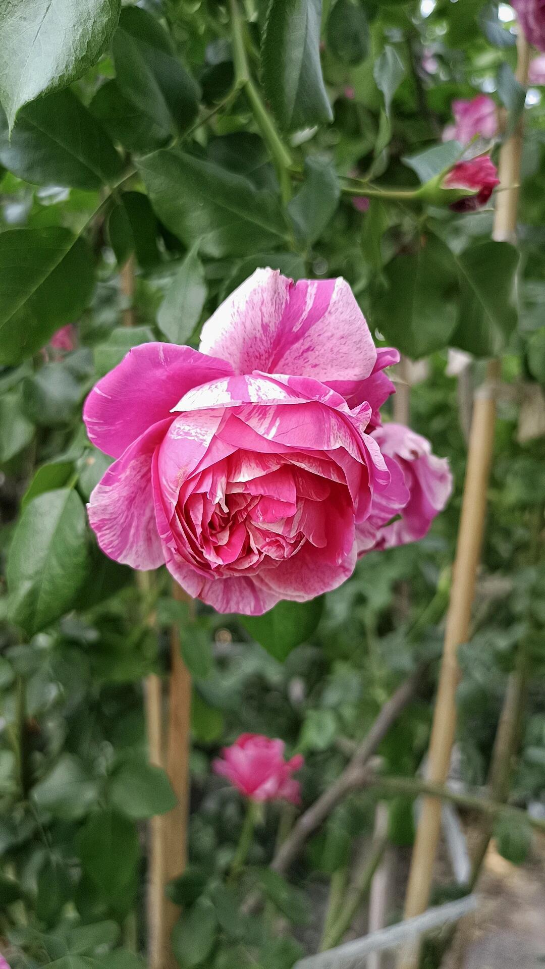 Striped Rose ’ Ines Sastre ｜伊蕾莎斯特 ‘