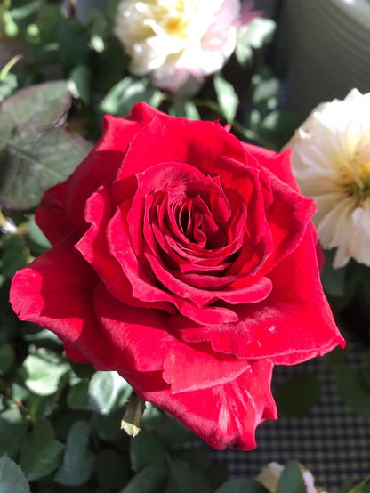Rose ’ Red Velvet ｜ 红丝绒
