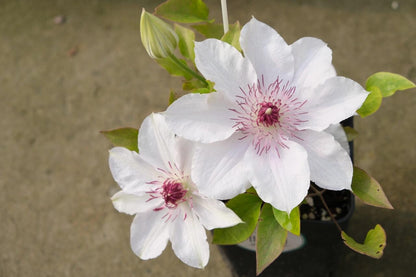 Clematis ''Haruyama｜はるやま| 晴山/ 春天''