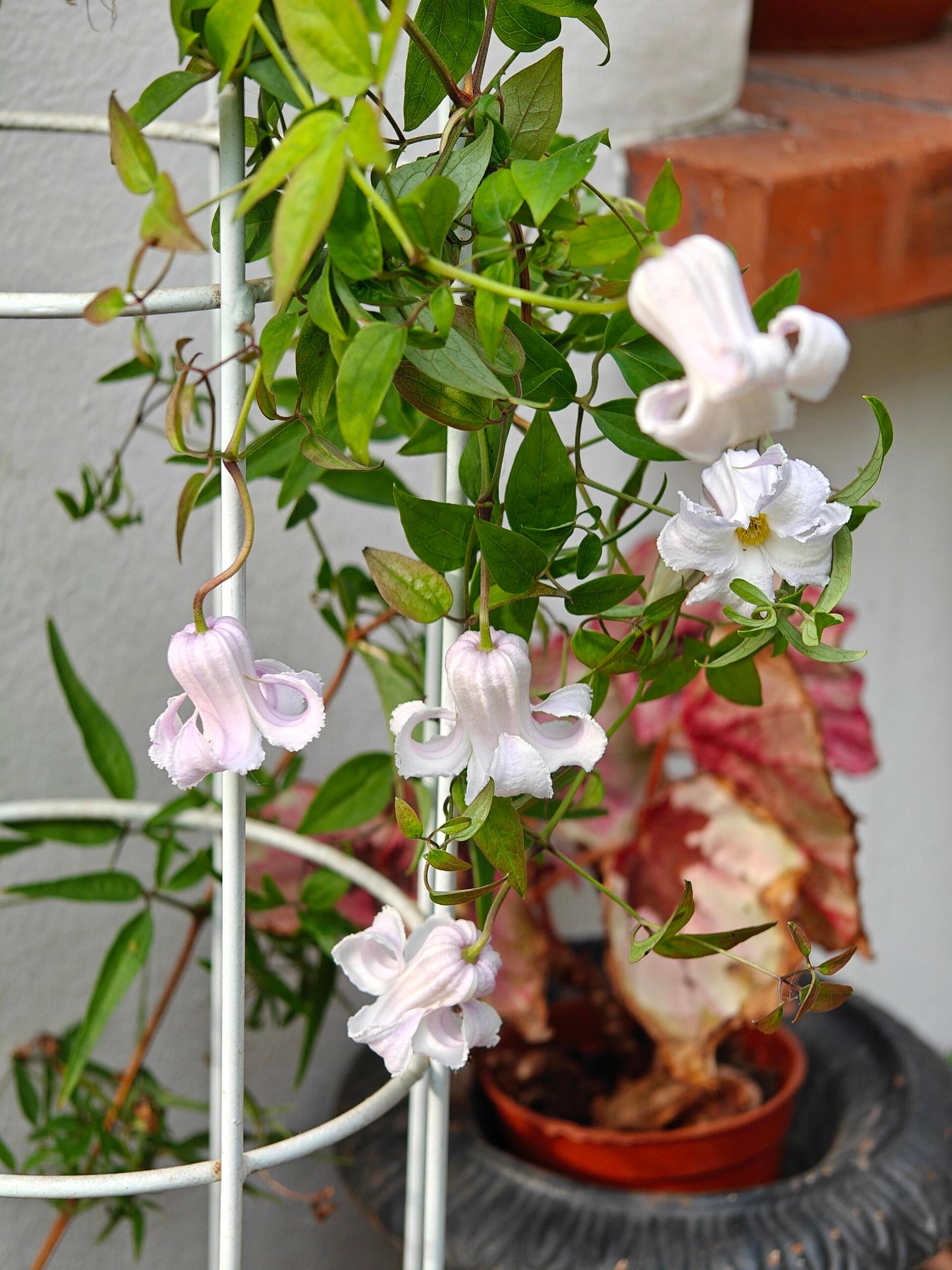 Blue Octopus Clematis ‘’クリスパ・エンジェル| Crispa Angel| 克里斯帕天使| タコクレマチス‘’