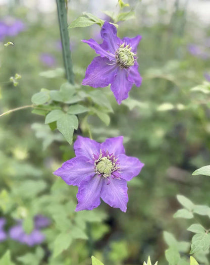 Clematis '  Song of the Secret Garden |  神秘园之歌