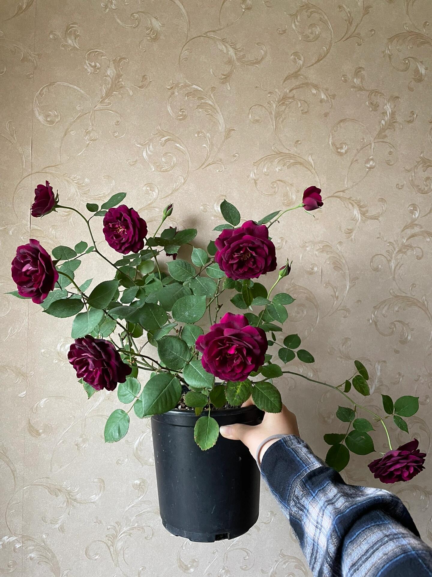 Rose  ‘ Louis XIV｜ルイ14世 ｜路易十四