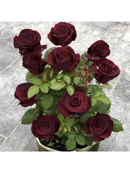 Rose  ‘ Louis XIV｜ルイ14世 ｜路易十四