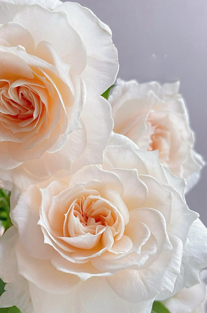 Rose  ‘ Royal Diva｜歌剧皇后'