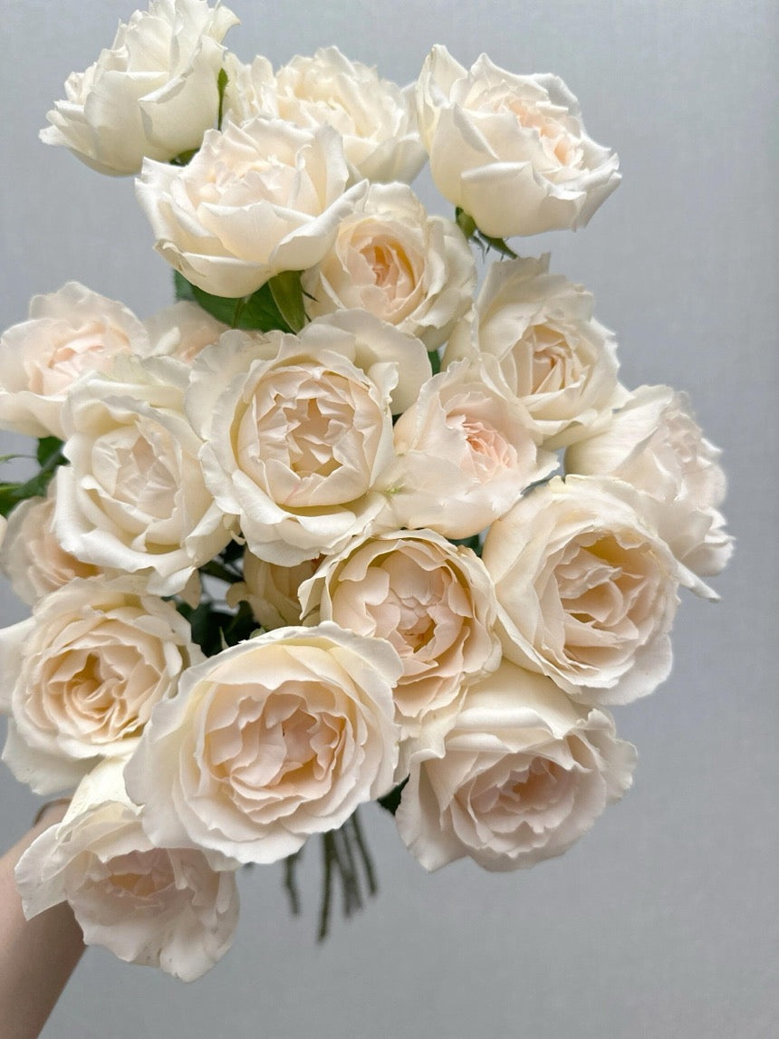 Rose  ’ Kashō｜かしょう｜华宵 - New Variety 2024