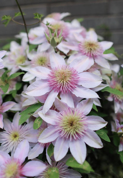 Clematis ‘’Moonglow｜月華｜Gekka| 月华‘’
