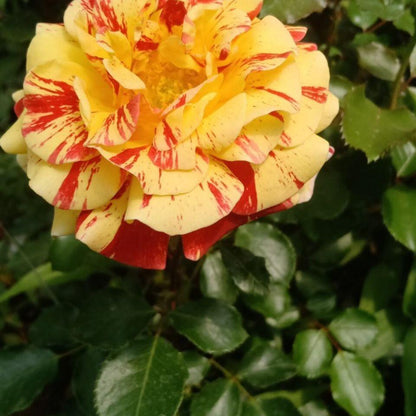 Striped Rose  ’ All American Magic ｜全美魔术