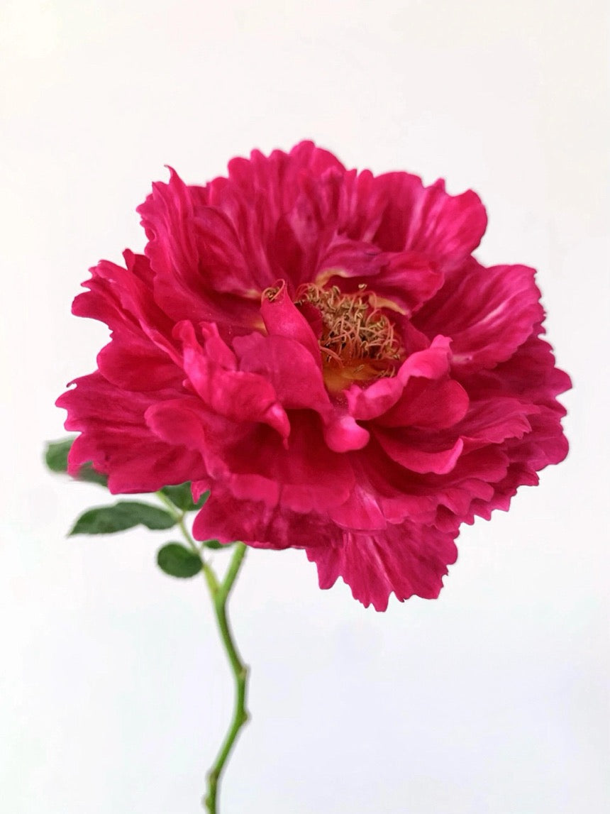 Rose  ’ Ligare｜リガーレ  真彩 230