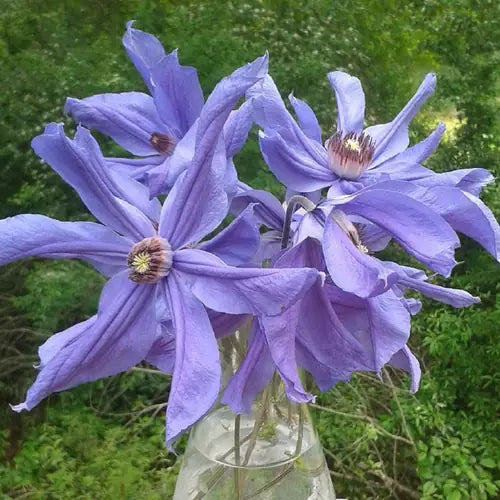 Clematis''Sizaia Ptitsa| Blue Bird| 幸福之鸟| Синяя Птица''