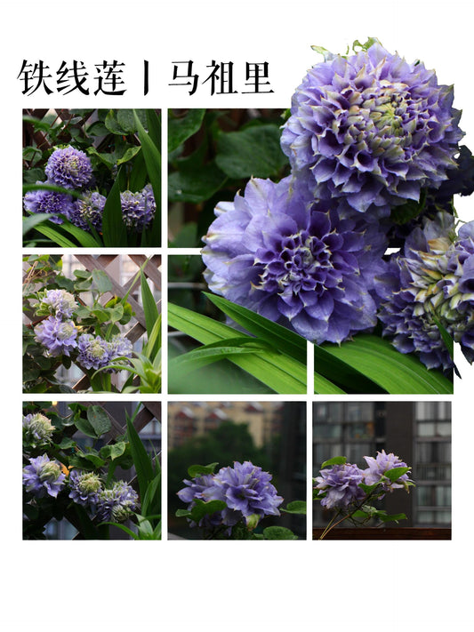 Clematis ‘’Marury| マズリ| 马祖里‘’