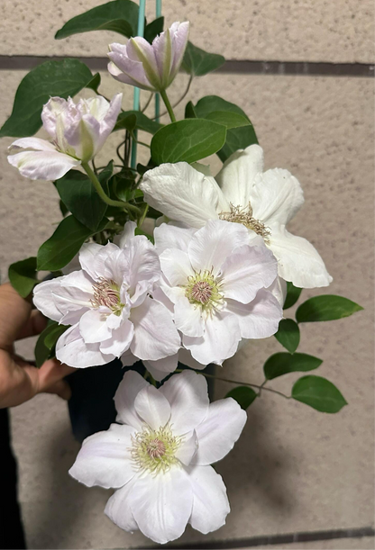 Clematis ‘’Innocent Blush |羞答答‘’