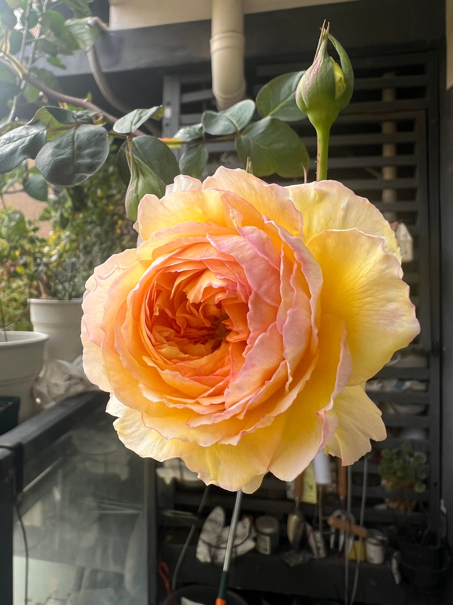 Rose ’ Kagelou| カゲロウ  | 阳炎/蜉蝣  - New varieties 2020