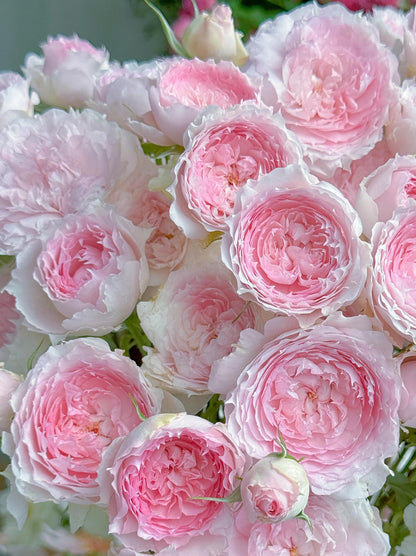 Rose ’ Misty Moon｜Rong Rong Yue ｜溶溶月 -  New Variety 2022