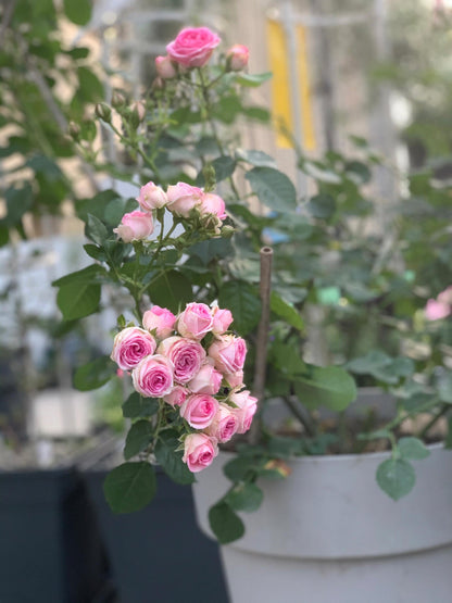 Prolific Rose  ‘ Super Sensation ｜粉多头/ 超感