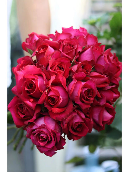 Rose  ’ Belles Rives |  美人丽芙