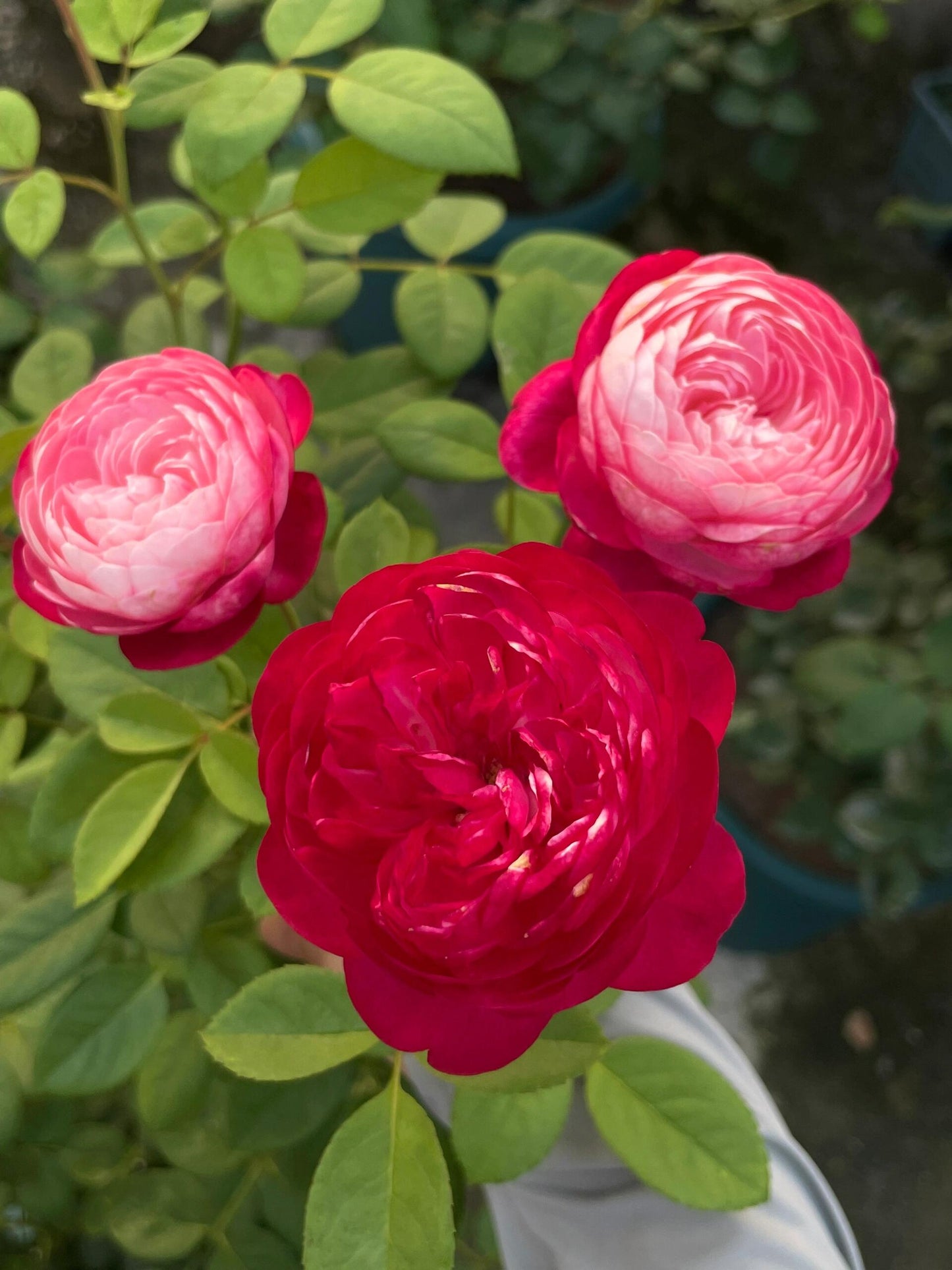 Rose  ‘ Japanese Mon Amou | 和室 ’