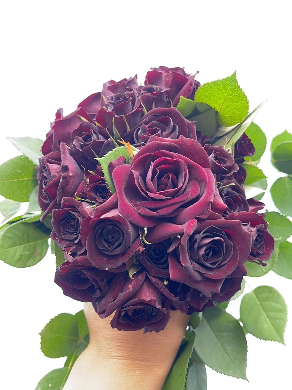 Rose  ‘ Louis XIV｜ルイ14世 ｜路易十四