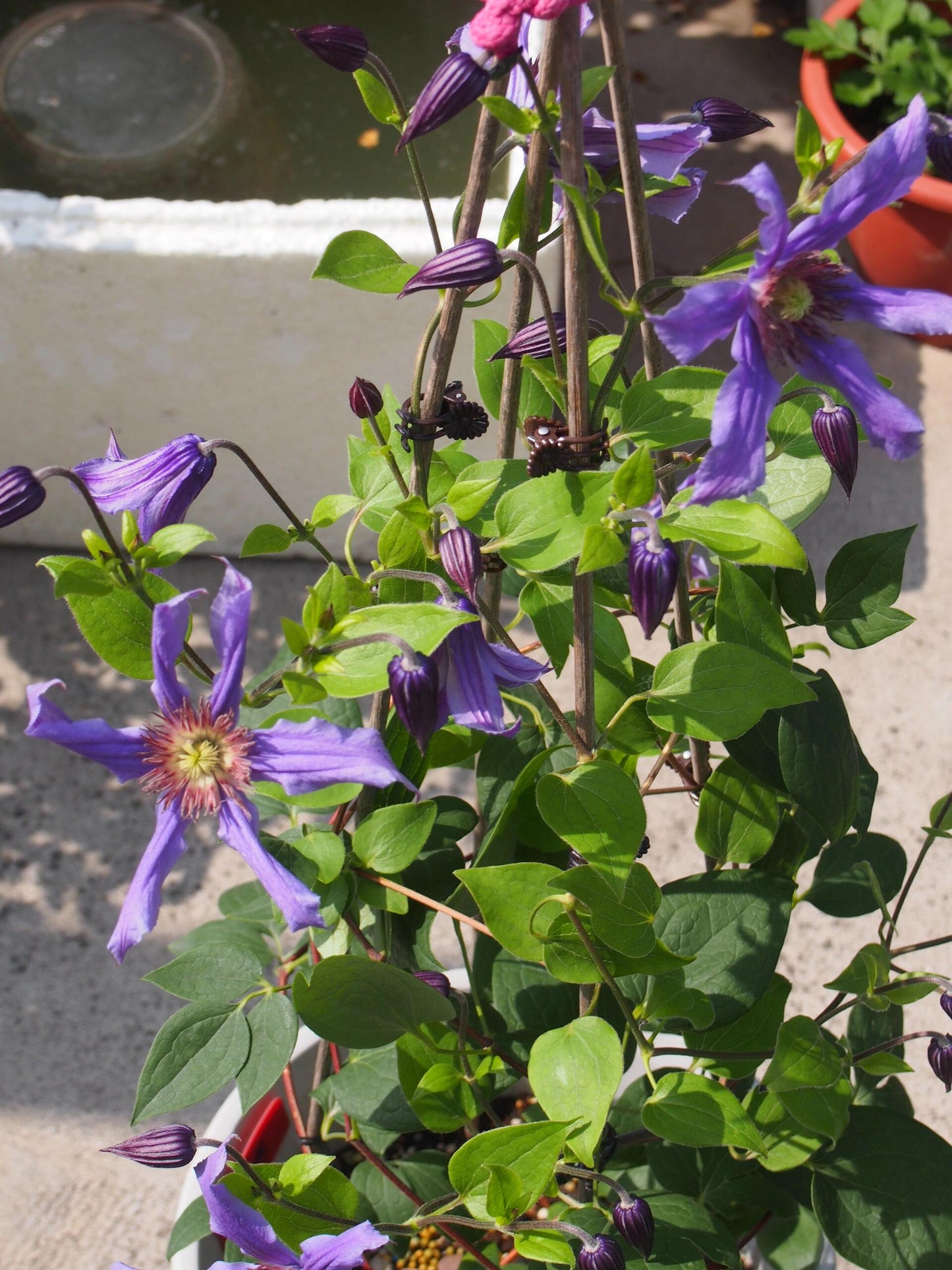 Clematis ' Sizaia Ptitsa｜ 幸福之鸟 ’