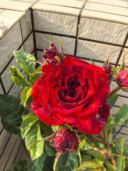 Rose ’ Red Velvet ｜ 红丝绒