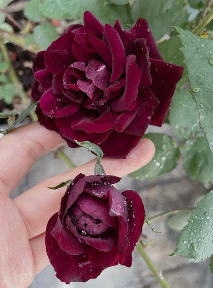 Rose  ‘ Louis XIV｜ルイ14世 ｜路易十四