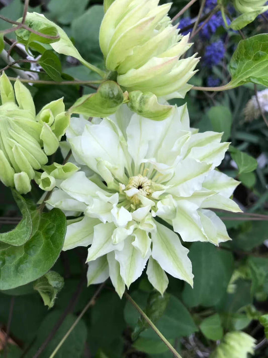 Clematis ‘’Shiko Yukiokoshi｜ゆきおこし｜雪妆‘’
