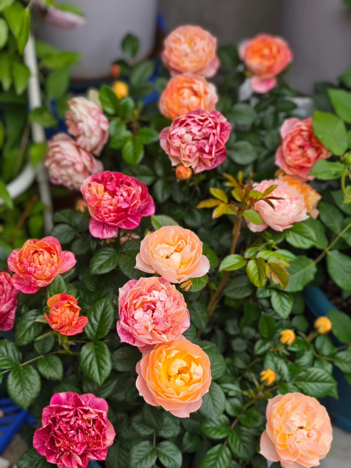 Rose 'Juice Splash' 果汁飞溅