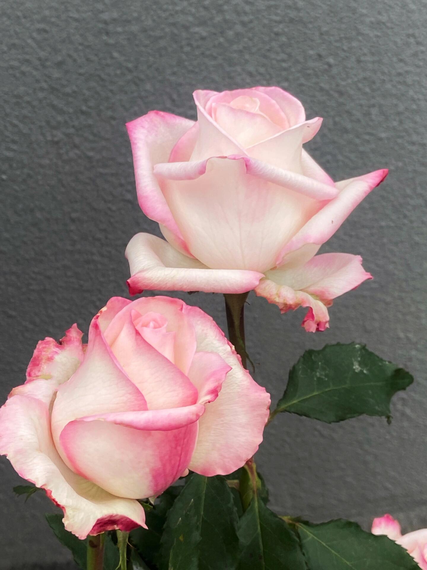 Rose  ’ BouLevard ｜ 林荫大道 | 武媚娘