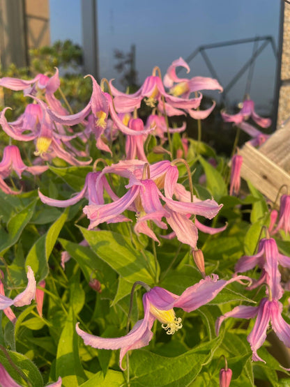 Clematis ‘’Hanajima｜はなじま｜花島｜花岛‘’