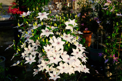 Rare Clematis ‘’Guizi｜摫子‘’