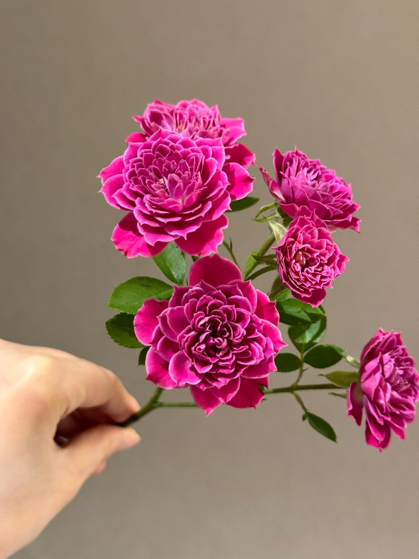 Shrub Rose 'Marriotta | 马里奥塔 '