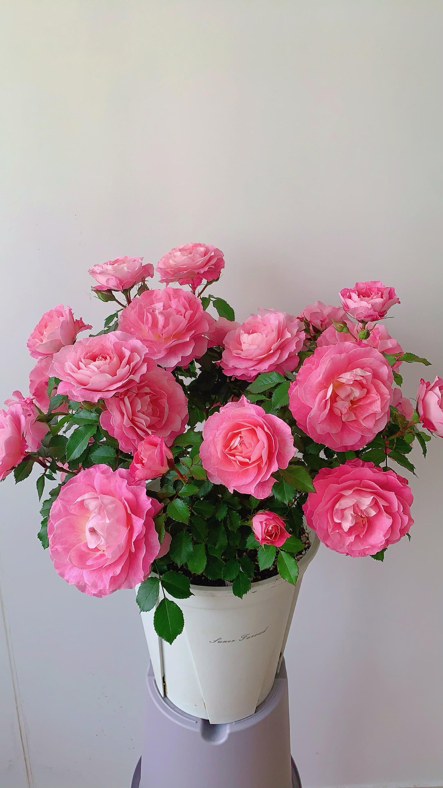 Popular Rose  ‘ Neptune King Terrazza | 海神王 ’