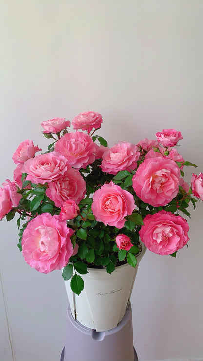 Popular Rose  ‘ Neptune King Terrazza | 海神王 ’