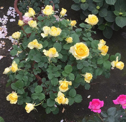 Rose  ’ Shell｜ 贝壳