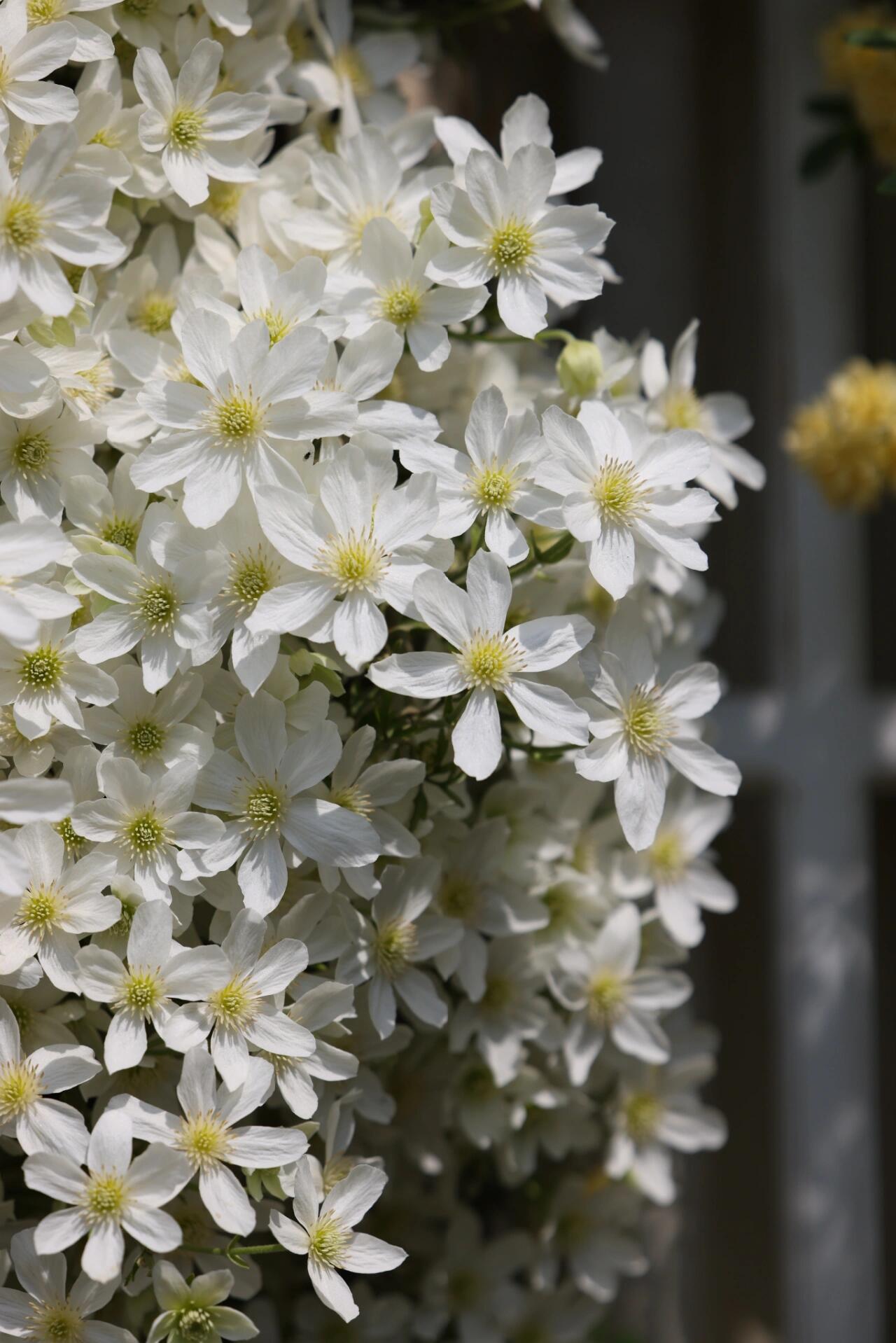 Clematis ‘’Avalanche｜雪崩‘’
