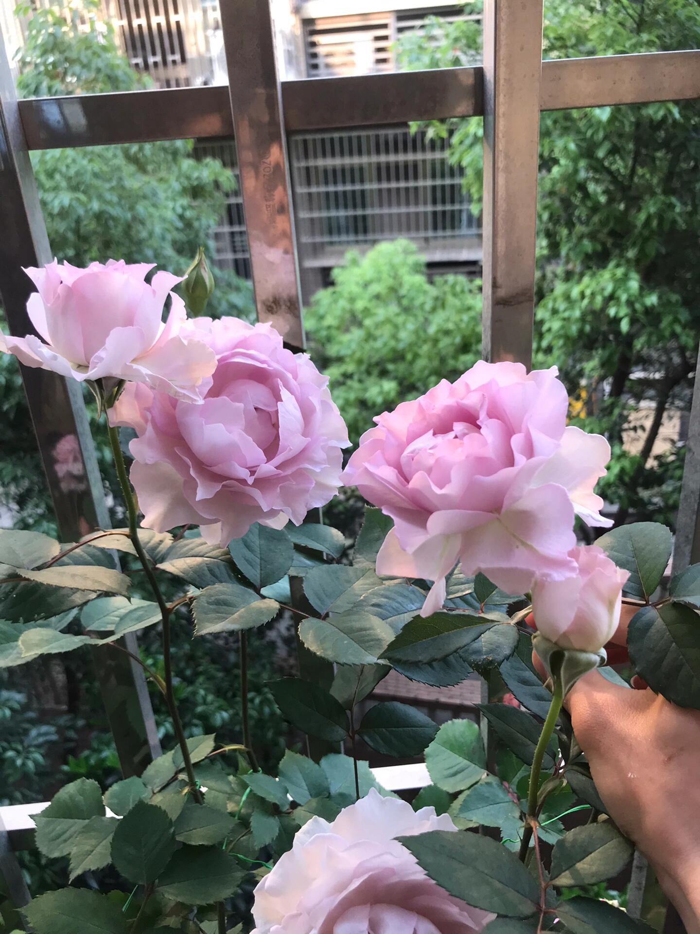 Rose  ’ Lu Ning Xiang｜露凝香 - New 2022