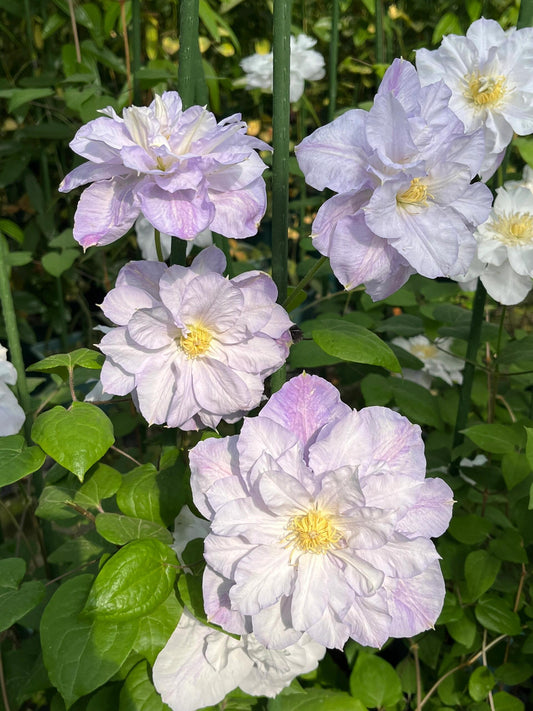 Clematis ‘’Veronica's choice｜维罗妮卡的选择‘’
