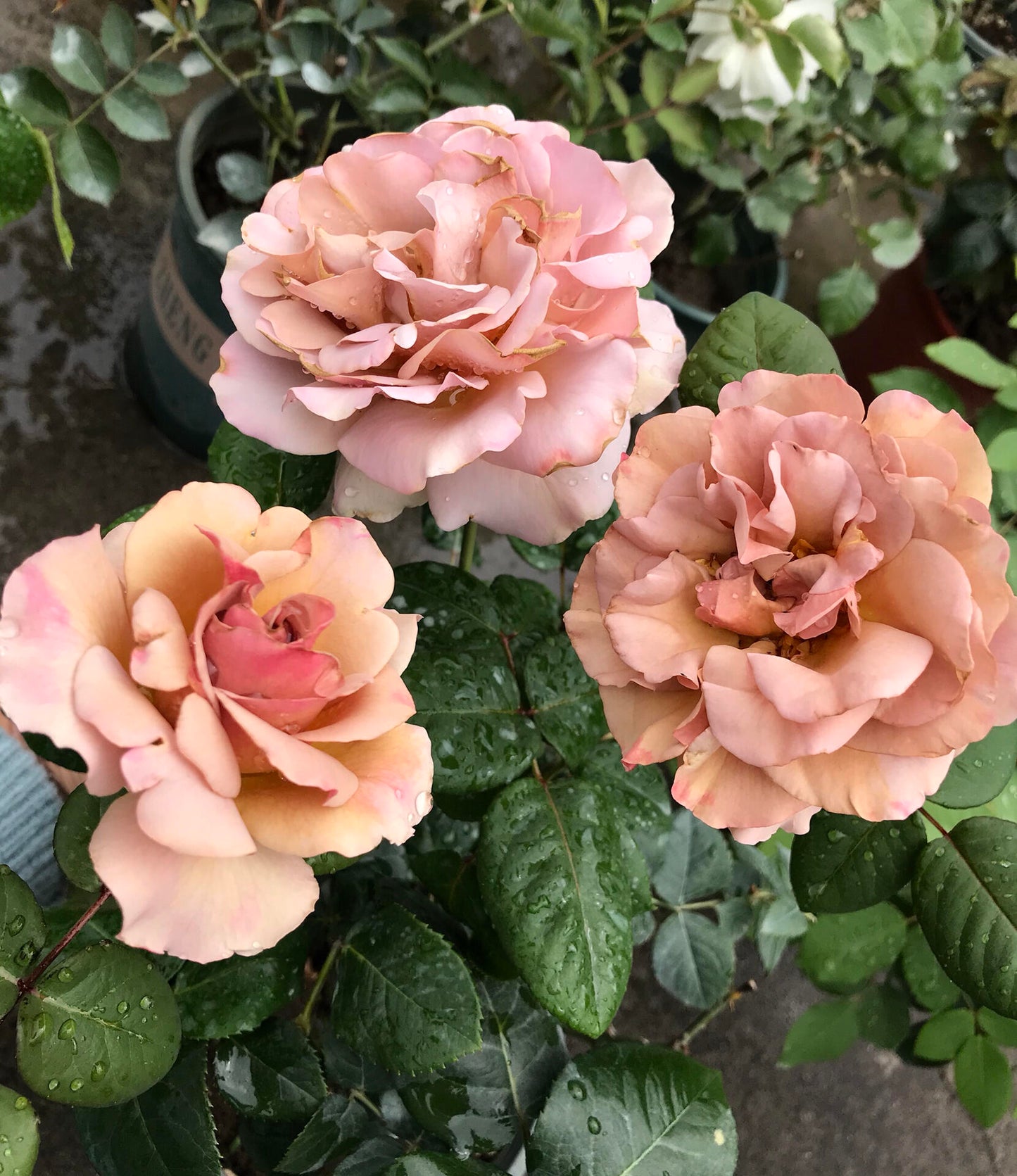Rose ‘ Caffe Latte  ｜拿铁咖啡‘