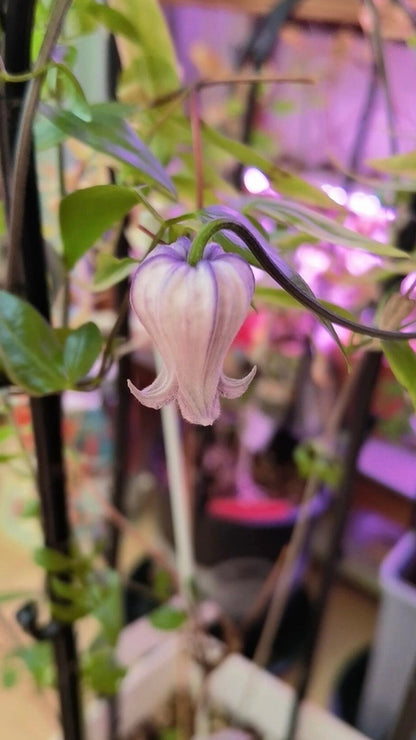 Rooguchi Clematis ‘’Sumire｜堇‘’