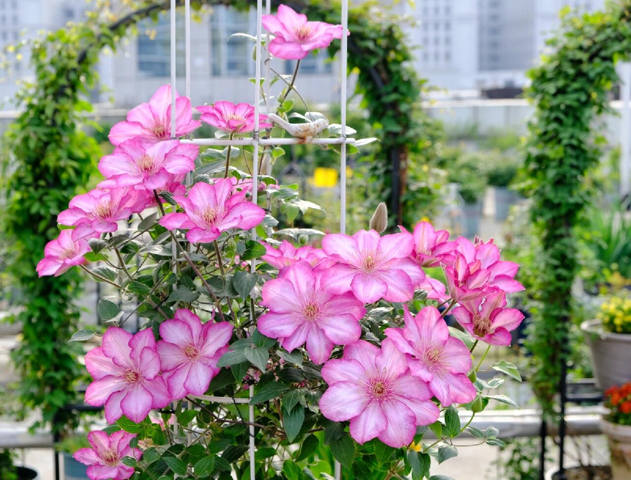 Clematis ‘’Liberty｜解放‘’