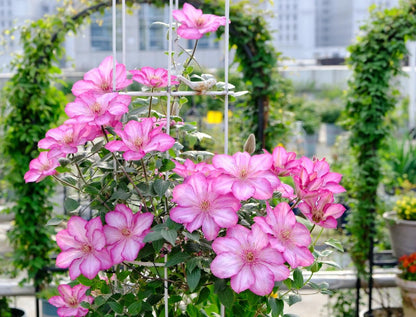Clematis ‘’Liberty｜解放‘’