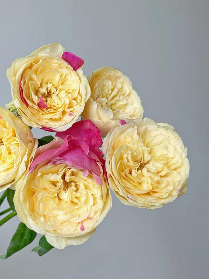 Rose ‘ Fugetsu｜ふうげつ |  风月