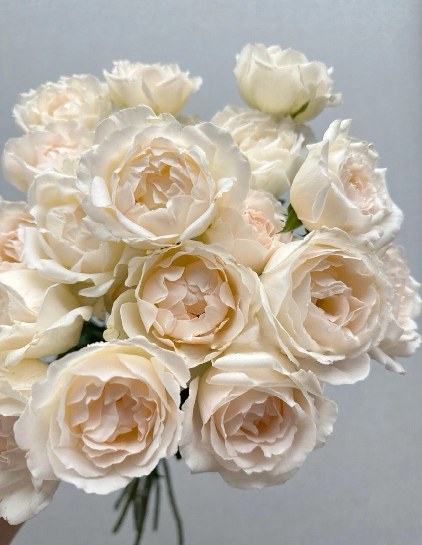 Rose  ’ Kashō｜かしょう｜华宵 - New Variety 2024