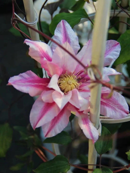 Clematis ‘’Patricia Ann Fretwel｜帕特丽夏‘’