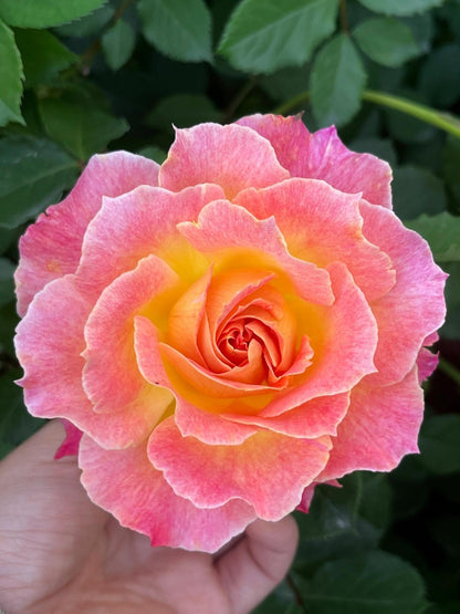 Rare Rose  ‘ Chaleur｜シヤル一ル ｜温暖｜夏洛尔